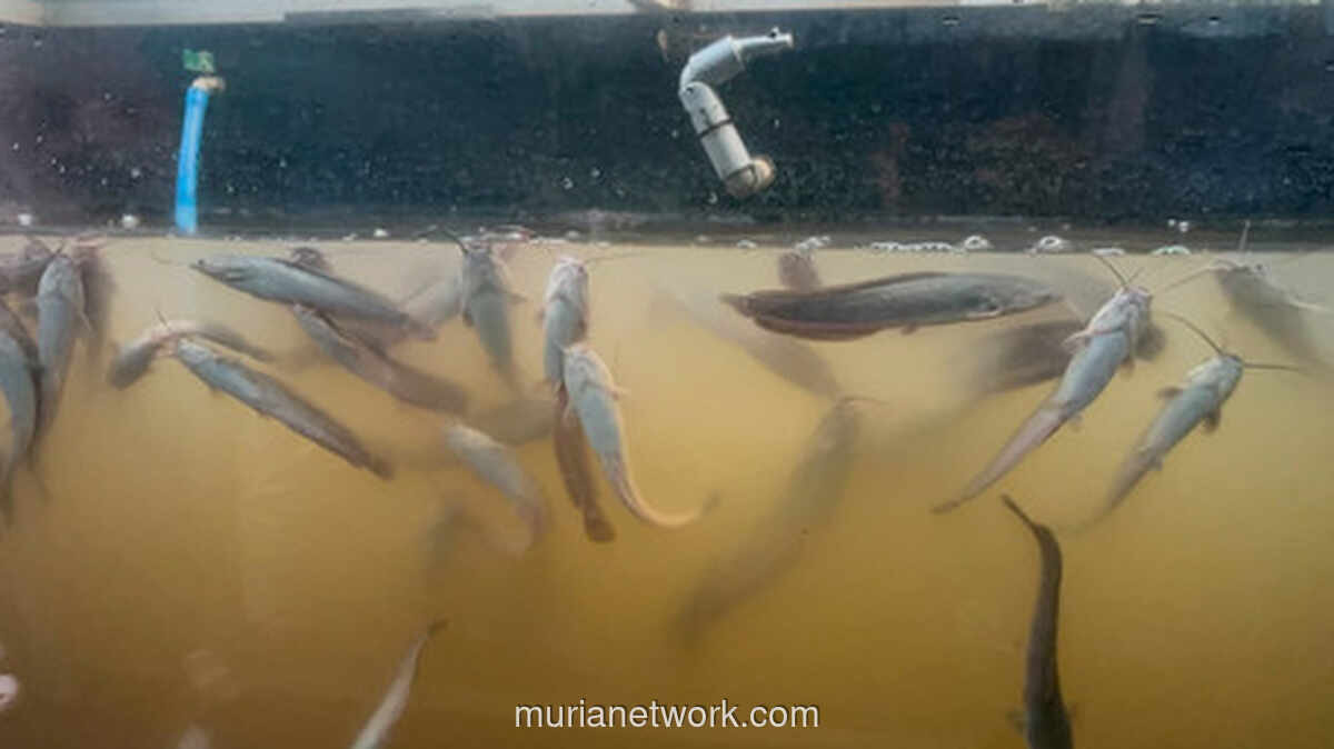 Selokan Bertingkat di Jakarta Timur Disulap Jadi Kolam Budidaya Lele