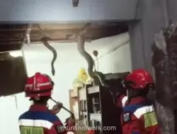 Tiga Ular Sanca Dievakuasi dari Plafon Rumah Warga Jagakarsa