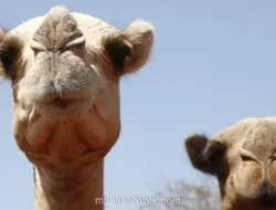 Panas Ekstrem di Afrika Mulai Mengalahkan Unta, Hewan Gurun yang Tangguh