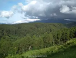Kebakaran di Alun-Alun Suryakencana, Pendakian Gunung Gede Pangrango Ditutup Sementara