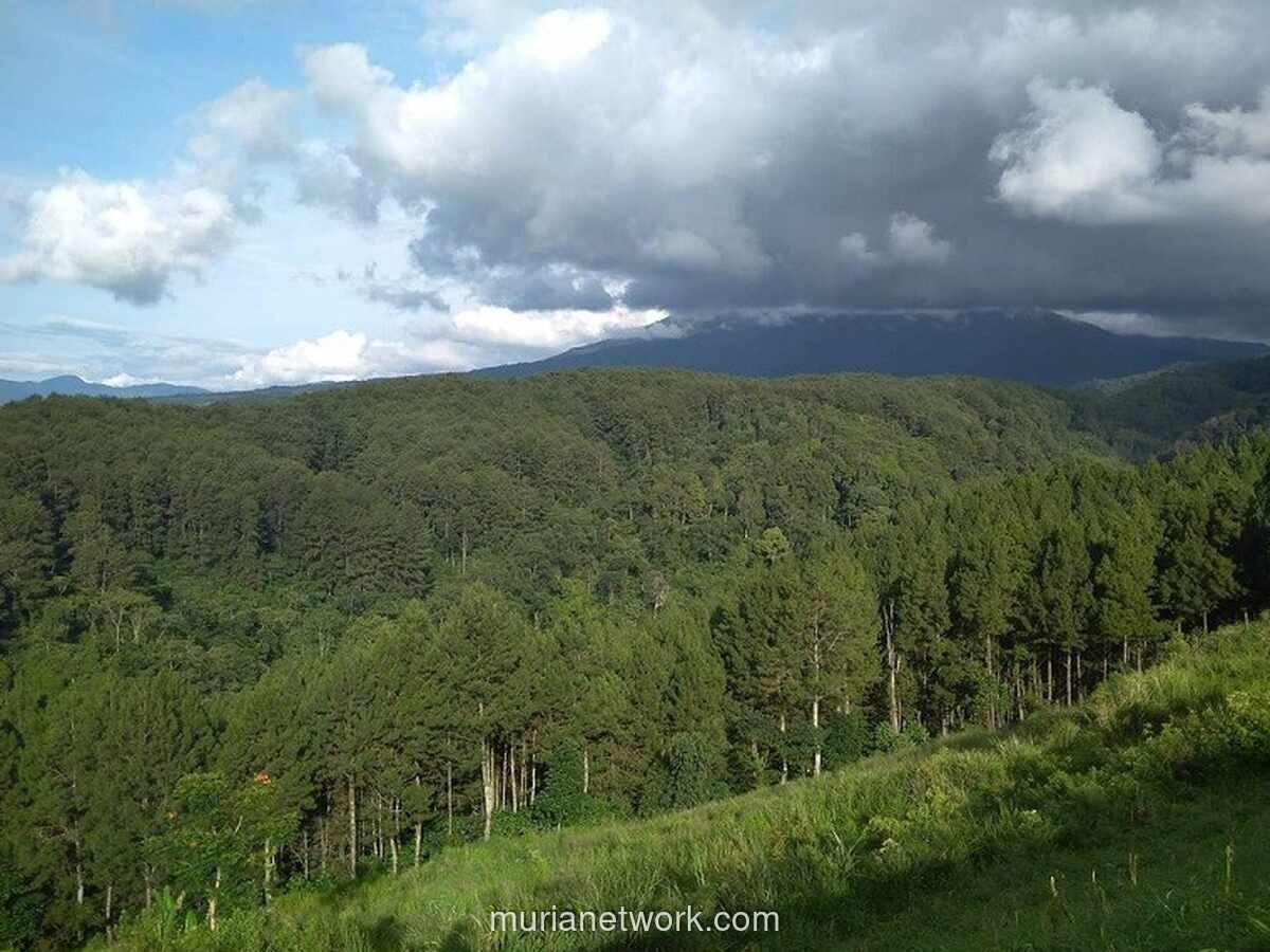 Kebakaran di Alun-Alun Suryakencana, Pendakian Gunung Gede Pangrango Ditutup Sementara