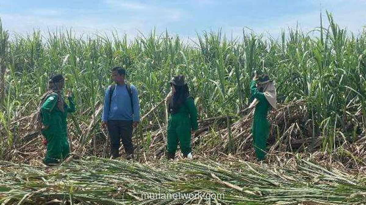 Pengamat Pertanian Ragukan Kewajiban Kebun Tebu bagi Industri Gula Rafinasi