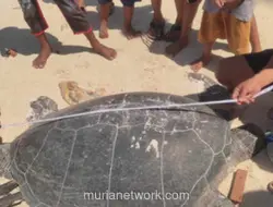 Penyu Bertelur Ditemukan Mati dengan Perut Disayat di Pantai Balikukup
