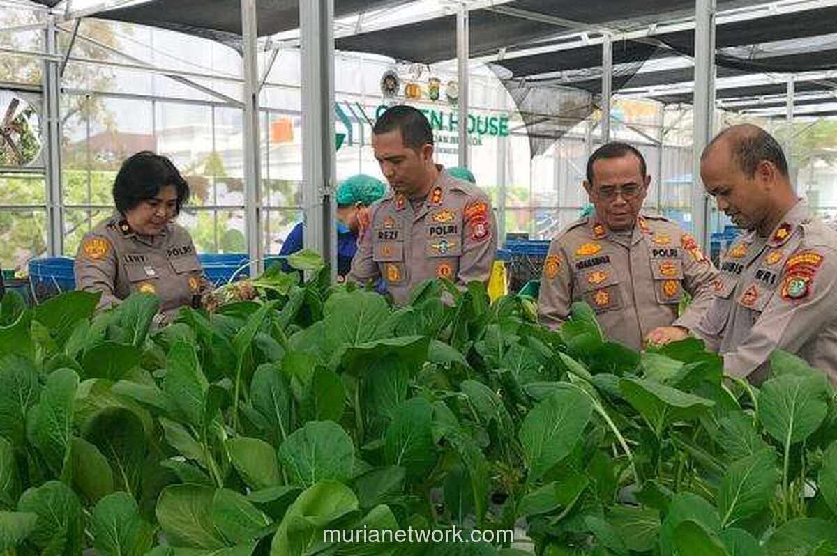 Polda Metro Jaya Panen 82 Kg Pakcoy untuk Dukung Program Makan Bergizi Gratis