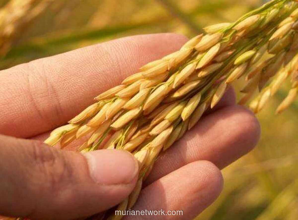 Produksi Padi Semester I 2026 Naik Tipis, BPS Proyeksikan Penurunan pada Juli-September
