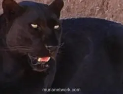 Macan Kumbang Masuk Permukiman di Batang, Sempat Mangsa Ternak Warga