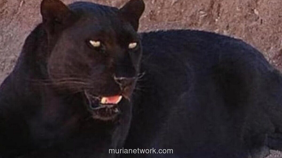 Macan Kumbang Masuk Permukiman di Batang, Sempat Mangsa Ternak Warga