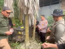 Monyet Liar Teror Warga Tembilahan Akhirnya Tertangkap