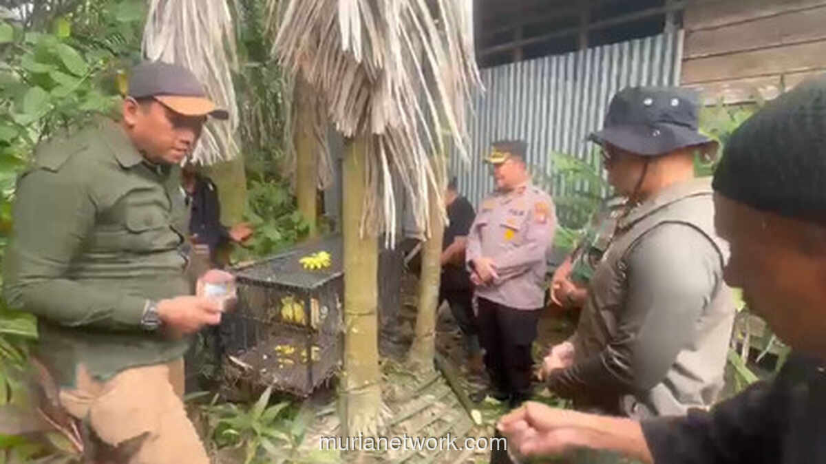 Monyet Liar Teror Warga Tembilahan Akhirnya Tertangkap