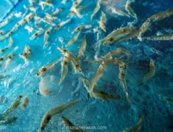Efisiensi Biaya Jadi Kunci Daya Saing Udang Indonesia
