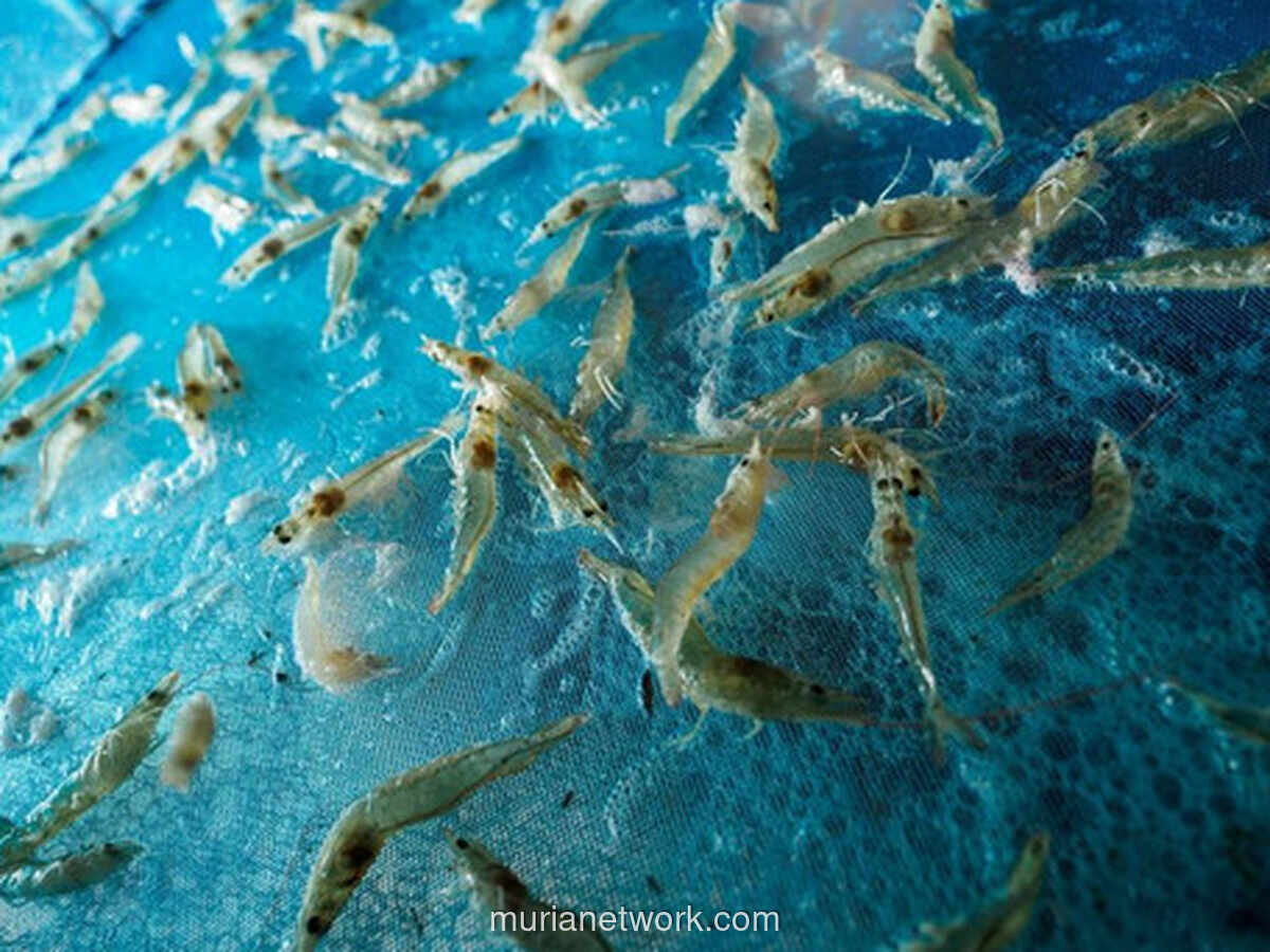 Efisiensi Biaya Jadi Kunci Daya Saing Udang Indonesia
