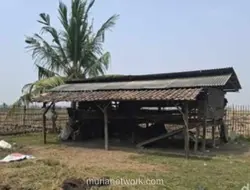 46 Ekor Kambing Dicuri, 36 di Antaranya Sudah Disembelih di Serang