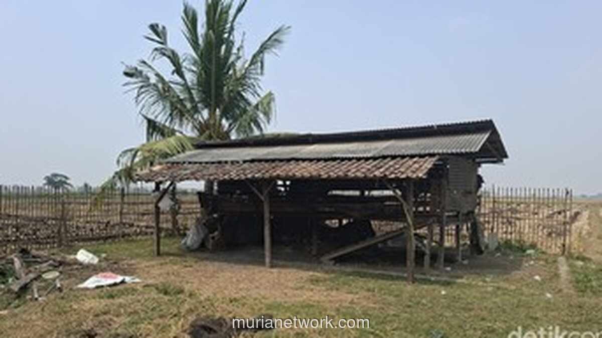 46 Ekor Kambing Dicuri, 36 di Antaranya Sudah Disembelih di Serang