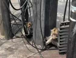 Monyet Terikat di Lampu Merah Kalibata Viral, Dinas KPKP Turun Tangan