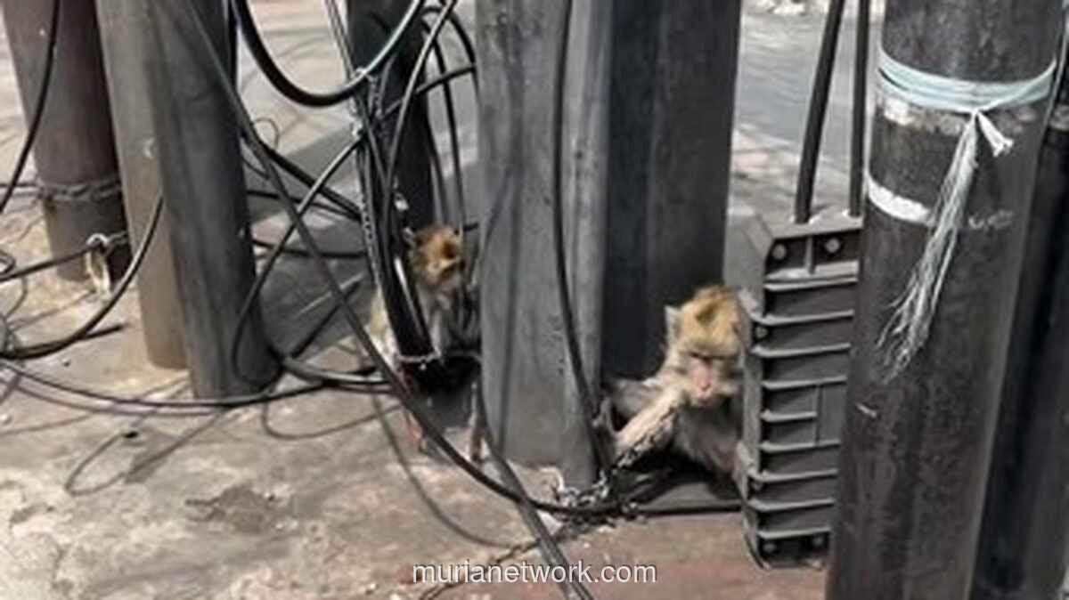Monyet Terikat di Lampu Merah Kalibata Viral, Dinas KPKP Turun Tangan