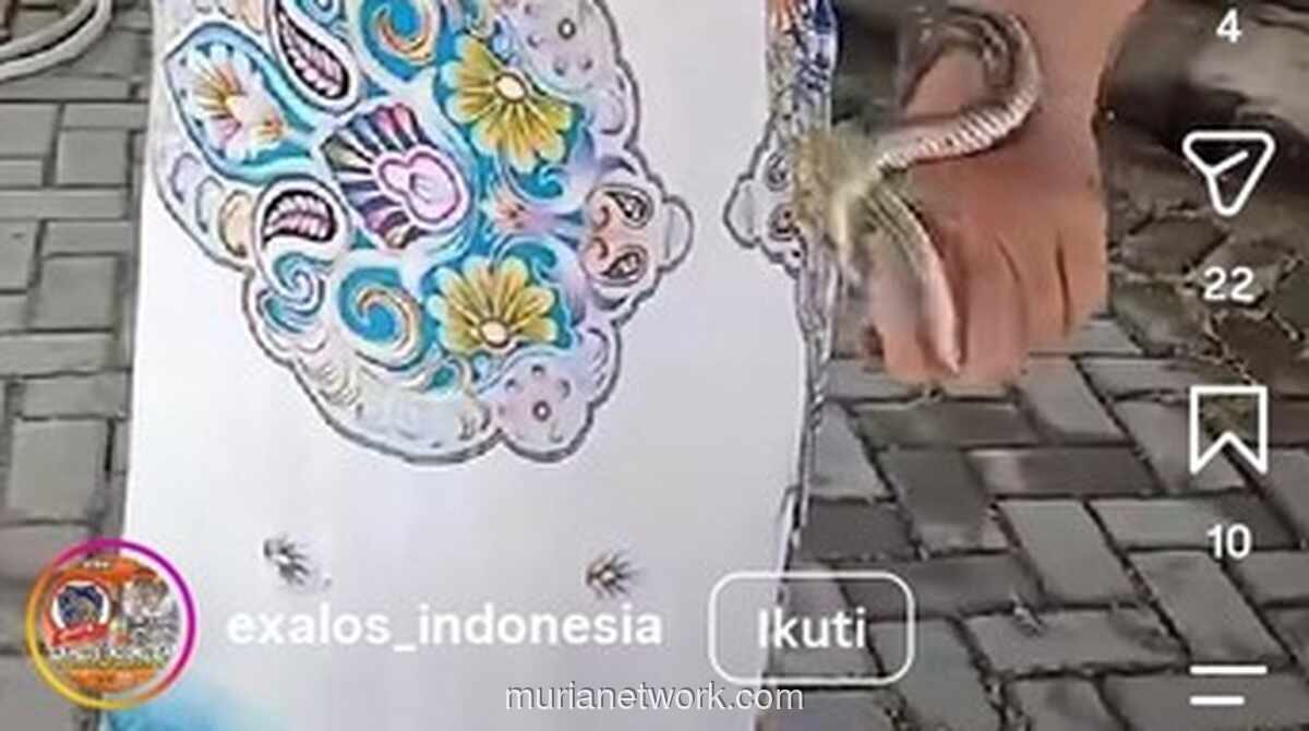 Viral, Emak-Emak Berdaster Santai Tangkap Ular di Selokan Boyolali
