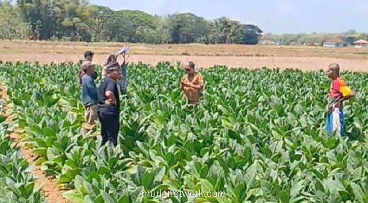 Fenomena Tanah Bersuara di Sampang Gegerkan Warga, BPBD Turun Tangan